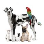 Group of pets - Dogcat bird reptile rabbit - in front of a white background
